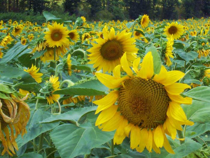 tourne tournesol